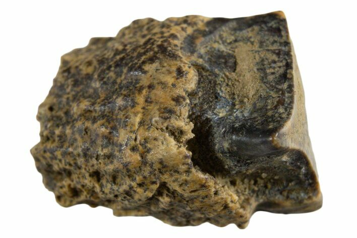 Fossil Dinosaur (Triceratops) Shed Tooth - Montana #339712